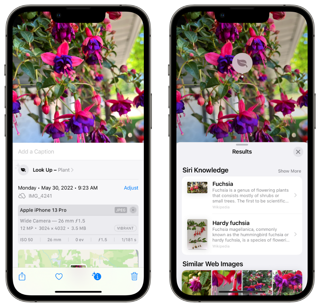 龙安苹果手机维修分享小技巧：使用 iPhone 相机识别花卉植物 